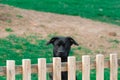 Curious young labrador dog looking over a wooden fence in countryside Royalty Free Stock Photo