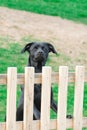 Curious young labrador dog looking over a wooden fence in countryside Royalty Free Stock Photo