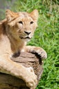 Curious young lion