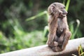 Curious young monkey sits waiting