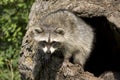 Curious Young Racoon