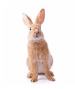 Curious young red rabbit Royalty Free Stock Photo