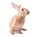 Curious young red rabbit isolated Royalty Free Stock Photo