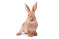 Curious young red rabbit isolated Royalty Free Stock Photo