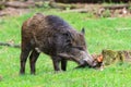 Curious young scrofa