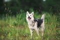 Curious young Shepherd dog standing on field