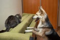 Playful dog acquainting with old cat at home