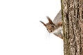 Curious young squirrel sitting on tree tree trunk in winter forest