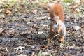 Curious young squirrel standing on ground with fallen leaves Royalty Free Stock Photo