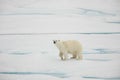 Curious young walking polar bear