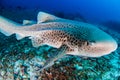 A curious Zebra Shark stegostoma fasciatum on a deep, underwater tropical reef