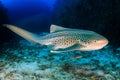 A curious Zebra Shark stegostoma fasciatum on a deep, underwater tropical reef