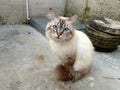 A Curiousity Face In A Handsome Cat Royalty Free Stock Photo