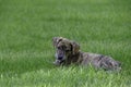 Curiously Cute Mountain Cur Rescue Puppy