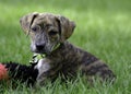 Curiously Cute Mountain Cur Rescue Puppy