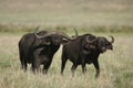 Curiously looking African buffaloes Royalty Free Stock Photo