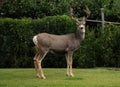 Curiously Looking Canadian Deer Standing In A Backyard