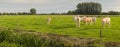 Curiously looking cows in a meadow Royalty Free Stock Photo