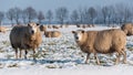 Curiously looking sheep in a snowy grassland