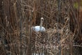 Curiously looking white swan looking directly into camera from large nest built on side of local lake surrounded with dry branches Royalty Free Stock Photo