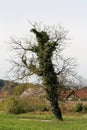 Curiously strange looking large old tree with small dry branches without leaves completely covered with dark green crawler plants