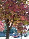 Curitiba's autumn have very beautil colors