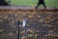 Curiuos funny squirrel sitting on the metal fence in autumn park and human legs walking nearby Royalty Free Stock Photo