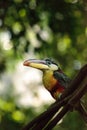 Curl-crested Aracari called Pteroglossus beauharnaesii