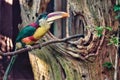 Curl-Crested Aracari