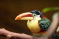 Curl-crested aracari, or curl-crested araÃÂ§ari Pteroglossus beauharnaesii, also known as the curly-crested aracari sitting