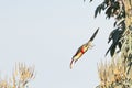 A Curl Crested Aracari Dive Bombing the Rainforest Canopy Royalty Free Stock Photo