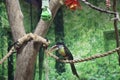 curl-crested araÃÂ§ari perched on rope