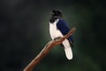Curl-crested Jay bird Royalty Free Stock Photo