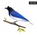 Curl crested Jay bird isolated on a white background. Realistic Cyanocorax cristatellus. Beautiful bird from Central America. Royalty Free Stock Photo