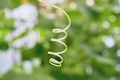 The curl of the cucumber in the form of a spring close-up, against the background of green leaves. Selective, soft, selective Royalty Free Stock Photo