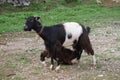 Cyprus goat female with kid feeding bell round neck black white brown long hair