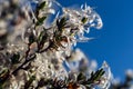 Curl-Leaf Mountain Mahogany seeds