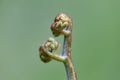 Curled bracken fern frond, eagle fern, Pteridium aquilinum, unfurling against a natural green background, closeup. Royalty Free Stock Photo