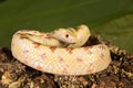 Curled bullsnake