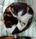 Curled cat asleep Royalty Free Stock Photo