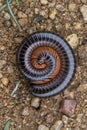 Curled Millipede Royalty Free Stock Photo