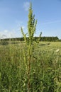 Curled Dock - Rumex crispus