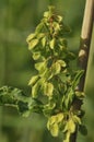 Curled Dock - Rumex crispus Royalty Free Stock Photo