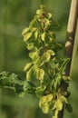 Curled Dock - Rumex crispus