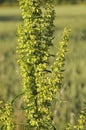 Curled Dock - Rumex crispus Royalty Free Stock Photo