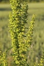 Curled Dock - Rumex crispus