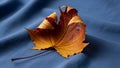 Provides a contrasting background emphasizing the leaf s autumnal Royalty Free Stock Photo