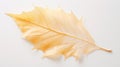 curled fall leaf on white Royalty Free Stock Photo