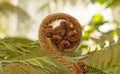A curled fern waiting to grow Royalty Free Stock Photo