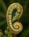 Curled fiddle unwinding in the green of the forest